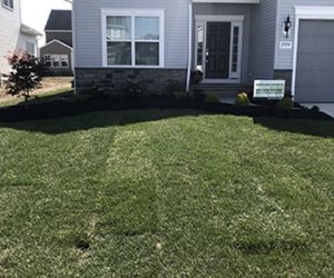 New-lawn-9