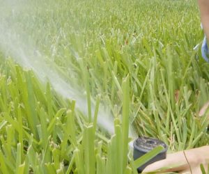 In this photo released from the University of Florida’s Institute of Food and Agricultural Sciences, extension agent Janet Bargar checks the water flow and direction of a pop-up irrigation system at a home in Vero Beach – Friday, May 25, 2007. Bargar, a water quality expert, suggests residents check with their county extension office about local watering restrictions. She says the ideal time to water is before sunrise and that residents should check irrigation systems regularly to be sure they’re working properly and not watering the sidewalk.